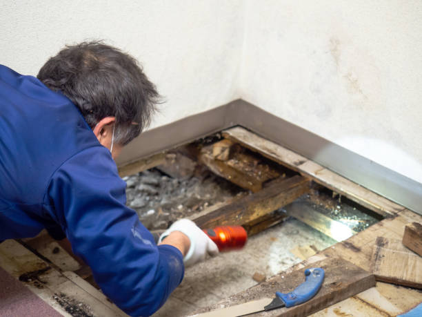 Best Local Mold Removal Service  in Crystal Lake, FL