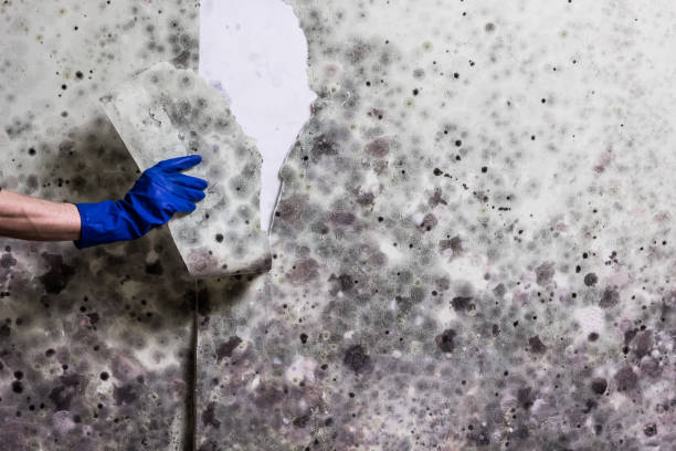 Best Commercial Mold Removal  in Crystal Lake, FL