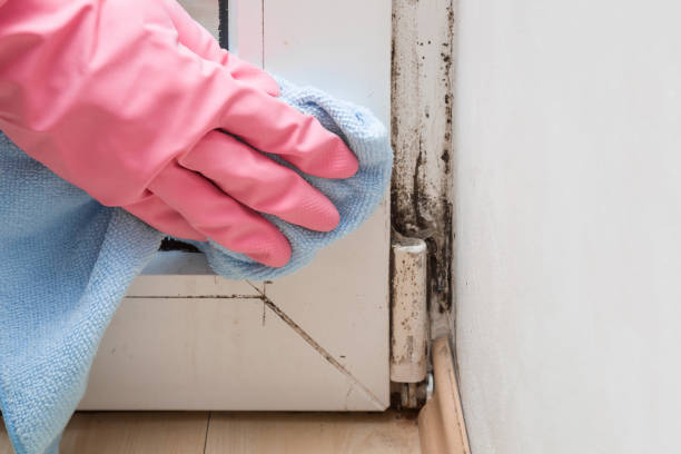 Best Mold Damage Repair  in Crystal Lake, FL